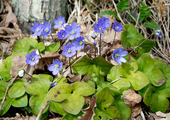 Blue wildflower Hepatica Nobilis in a forest meadow.