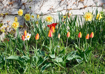 Flowerbed with spring tulips in many colors, Sweden in May.