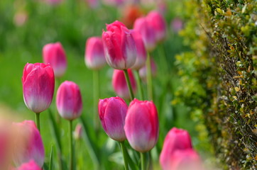 Purple tulip flowers in a garden, fresh and beautiful in springtime