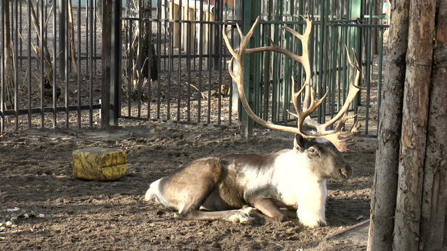 The video shows Mammals-Reindeer (Rangifer tarandus)