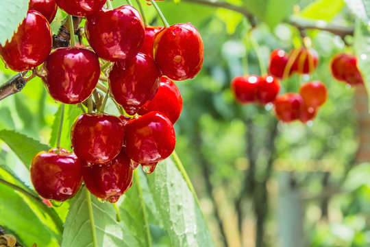 Cherry  berries on a tree branch with drops