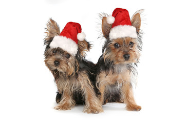 Christmas Themed Yorkshire Terriers on White