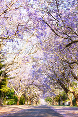 Jacaranda trees next to a tarred road in South Africa