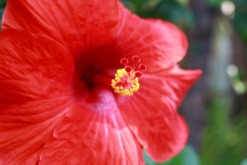 Thai red flower