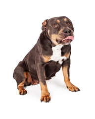 Funny Pit Bull Dog Sticking Tongue Out
