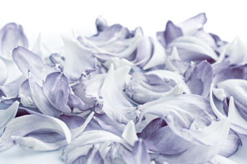 Fototapeta na wymiar Lotus petals on white background with area for your text