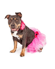 Pretty Pit Bull Wearing Pink Tutu