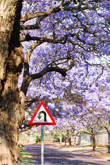U-turn warning road sign between purple jacaranda trees
