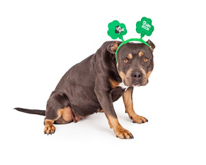 St Patricks Day Pit Bull Dog