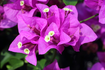 Pink bougainvillea flower