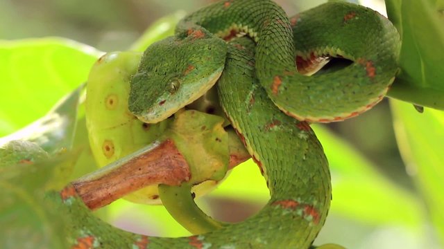 Eyelash viper (Bothriechis schlegelii),  Ecuador