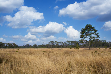 Dry grasses field in pine forest and sky background
