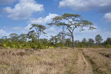 Walking way in dry grasses field