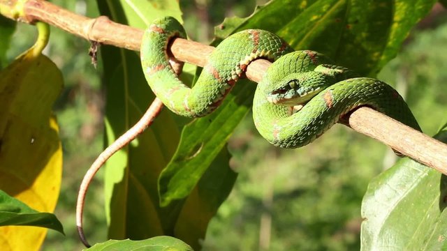 Eyelash viper (Bothriechis schlegelii),  Ecuador