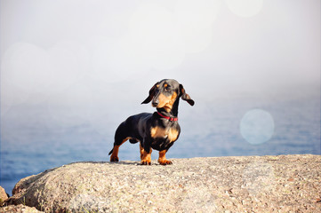 Miniature Dachshund on ocean shore