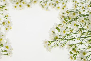White cutter flower, Name of Science Aster sp.White Background.r