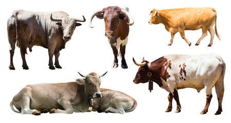 bulls and cows  over white