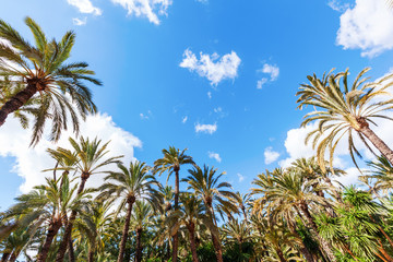 Fototapeta na wymiar Palmengarten in Elche, Spanien, UNESCO Weltkulturerbe