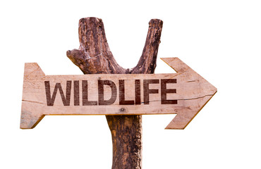 Wildlife wooden sign isolated on white background