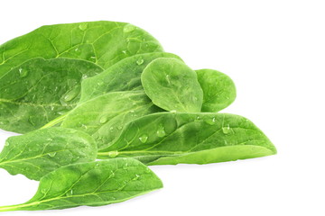 fresh spinach closeup in pure white background
