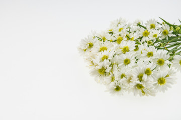 White cutter flower, Name of Science Aster sp.Top flower  area f
