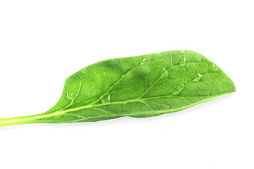 fresh spinach leaf in pure white background