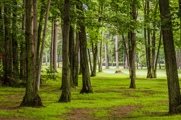 In the woods of  Golf Course