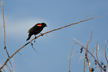 Red-Winged Blackbird Perched on a Branch