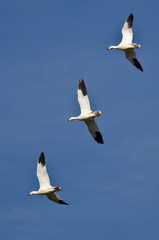 Three Snow Geese Flying in a Blue Sky