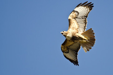 Red-Tail Hawk Flying in a Blue Sky