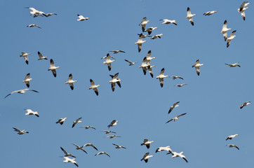 Massive Flock of Snow Geese Flying in a Blue Sky