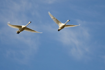 Fototapeta na wymiar Pair of Tundra Swans Flying in a Blue Sky