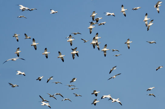 Massive Flock of Snow Geese Flying in a Blue Sky