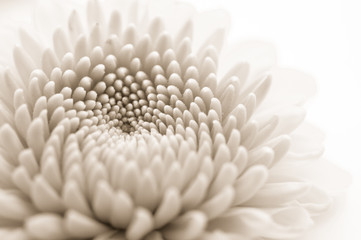 chrysanthemum isolated on a white background, pure concept
