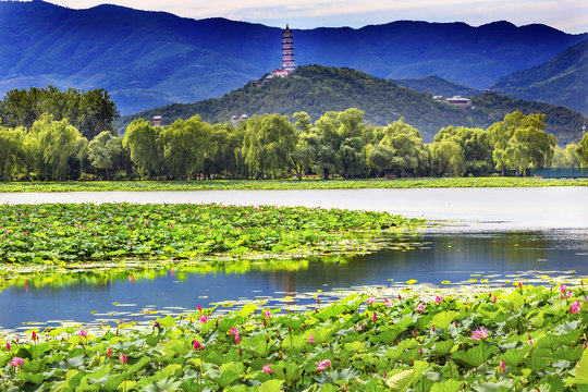 Lotus Garden Reflection Summer Palace Beijing China