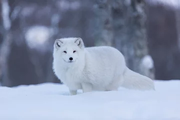 Wall murals Arctic fox Arctic fox in snowy landscape