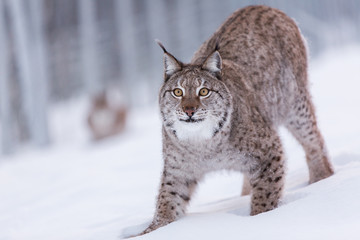 Naklejka premium Eurasian Lynx in snowy Lapland scene