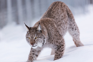 Fototapeta premium Eurasian Lynx in snowy Lapland scene