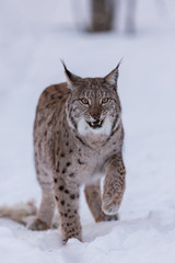 Eurasian Lynx in snowy forest