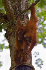 Borneo Orangutans