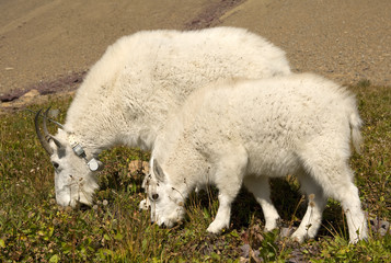 Mountain Goat Mother and Kid, Glacier National Park