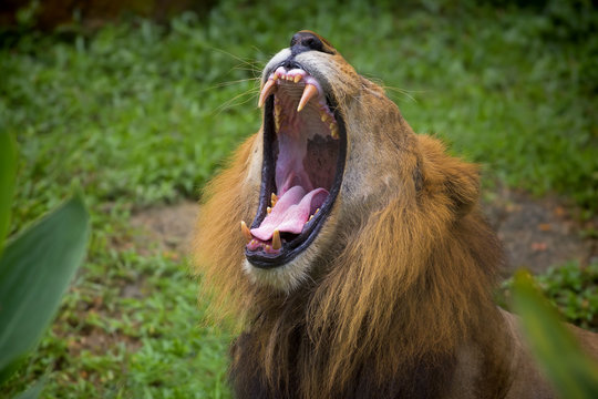 Lion portrait