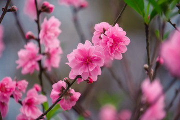 Peach flowers
