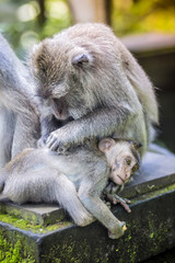 Long Tailed Macaque with her Infant