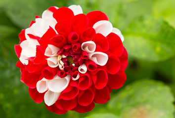 fleur bicolore de dahlia