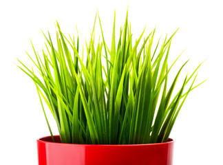 Green grass in a red pot