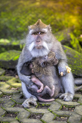 Long Tailed Macaque with her Infant