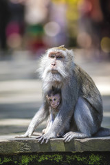 Long Tailed Macaque with her Infant