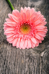 Pink daisy gerbera flowers  on wooden background.