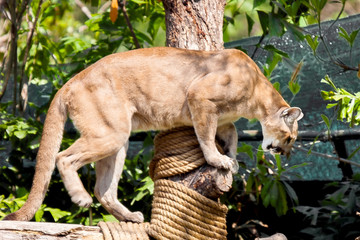 Puma walking on a log, preparing to leap.Zoo Khao Keo. Thailand